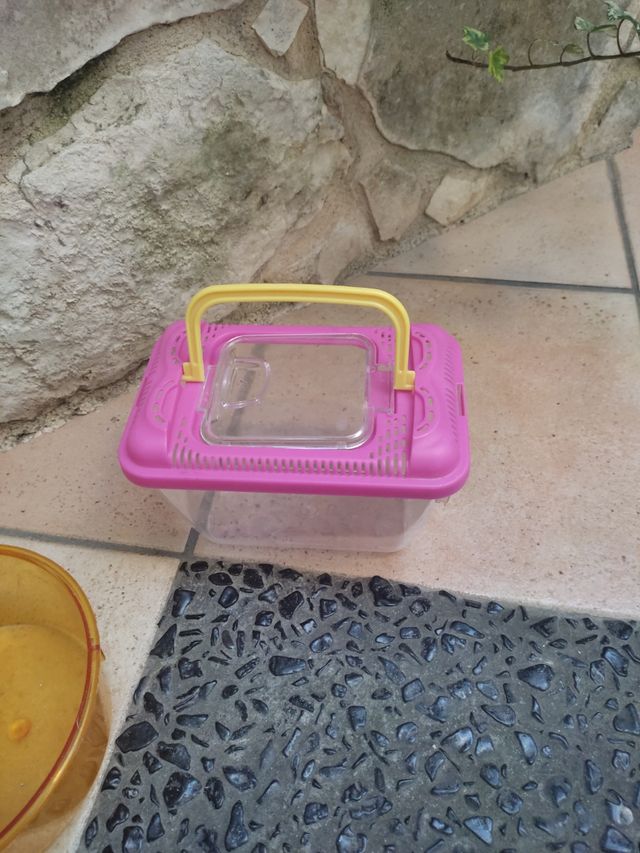 Vaschette pesciolini 