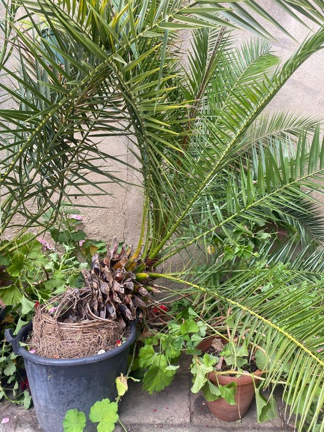 Palmeras hojas finas