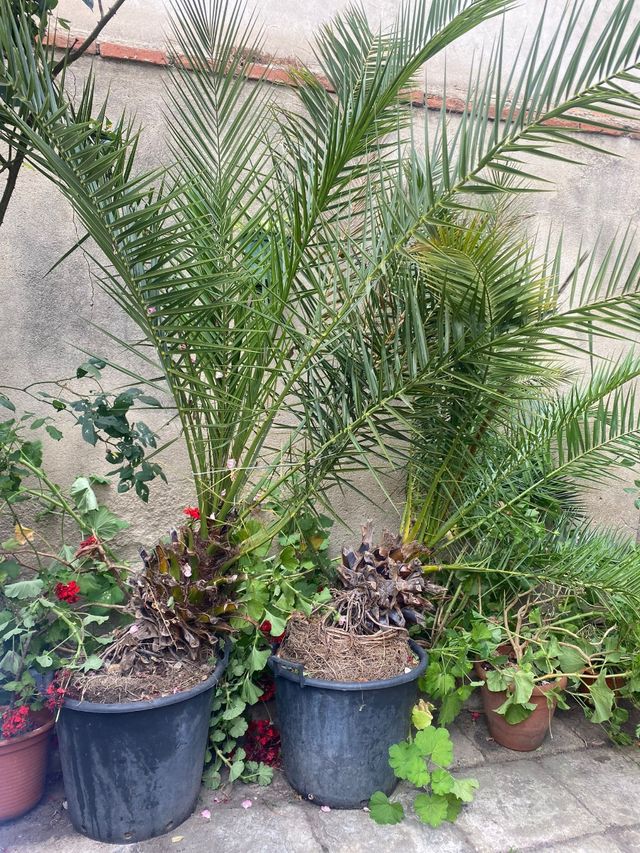 Palmeras hojas finas