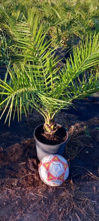 Palmera en maceta -