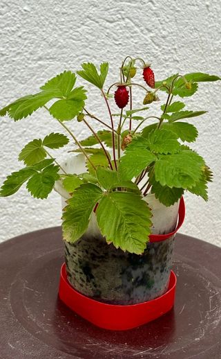 Planta Fresas