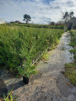 Plantas cipres (variedad leylandii y mediterraneo)