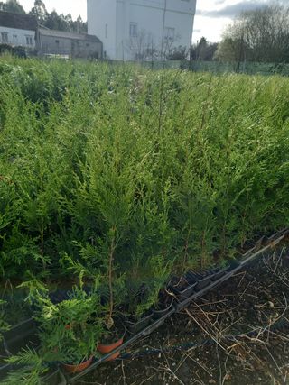 Plantas cipres (variedad leylandii y mediterraneo)