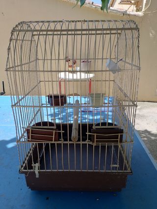 Jaula pajaros grande Dorada y marrón