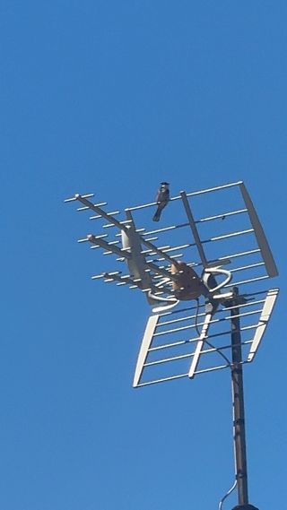 Electricista