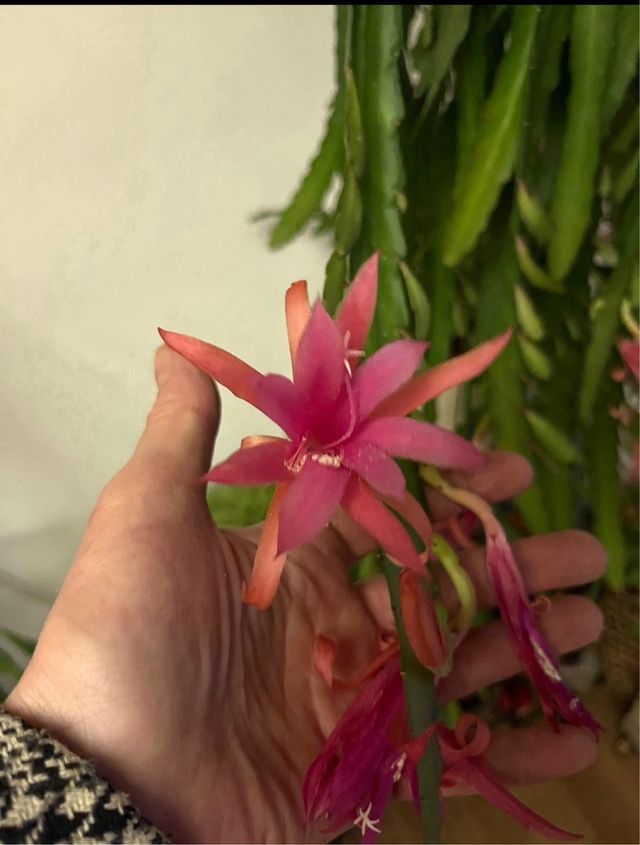 Epiphyllum Cristo Almeria - pianta rosa