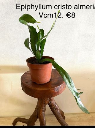 Epiphyllum Cristo Almeria - pianta rosa