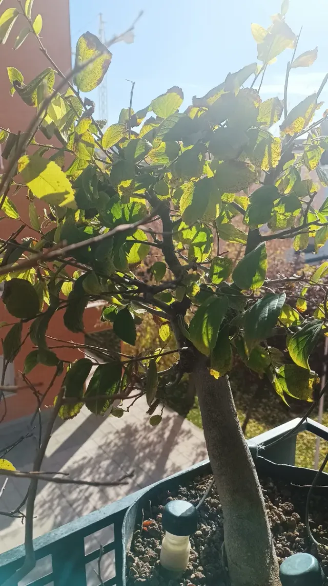 Bonsái Celtis Sinensis - Estilo Escoba