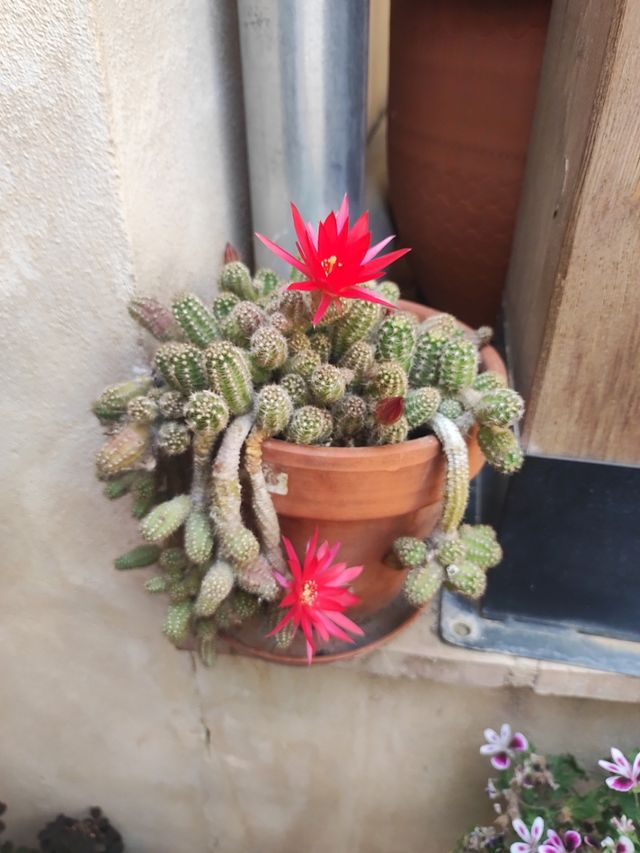 Cactus