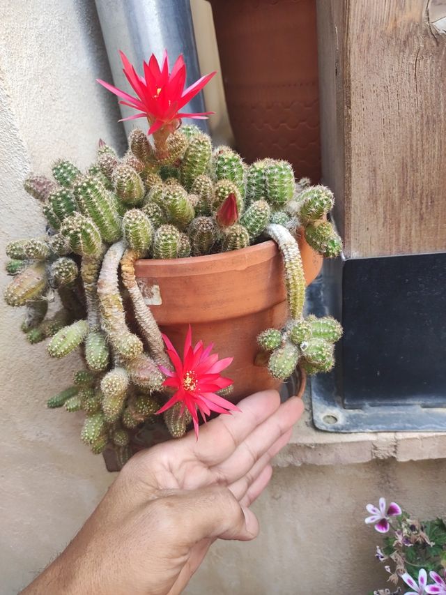 Cactus