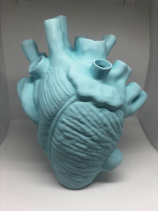 Vaso cuore anatomico 3D