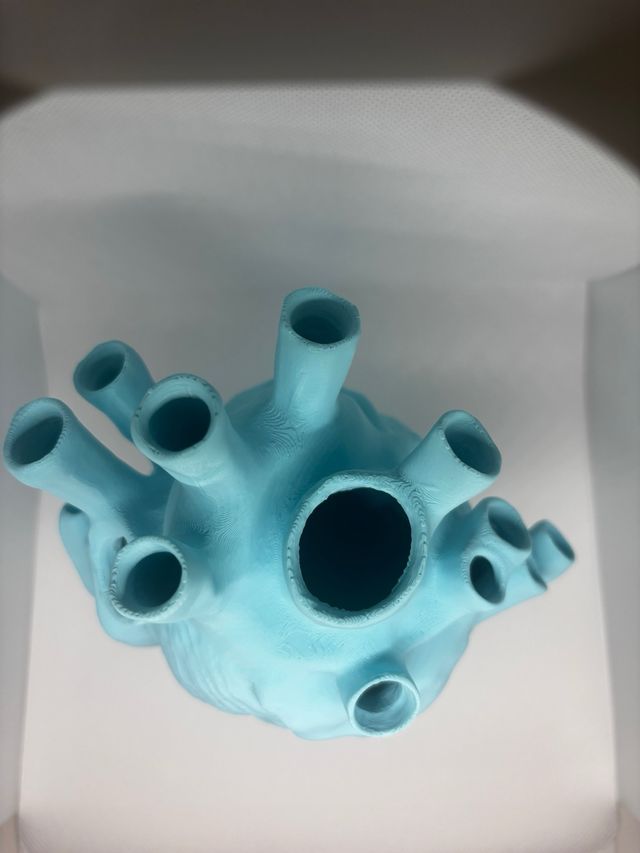 Vaso cuore anatomico 3D