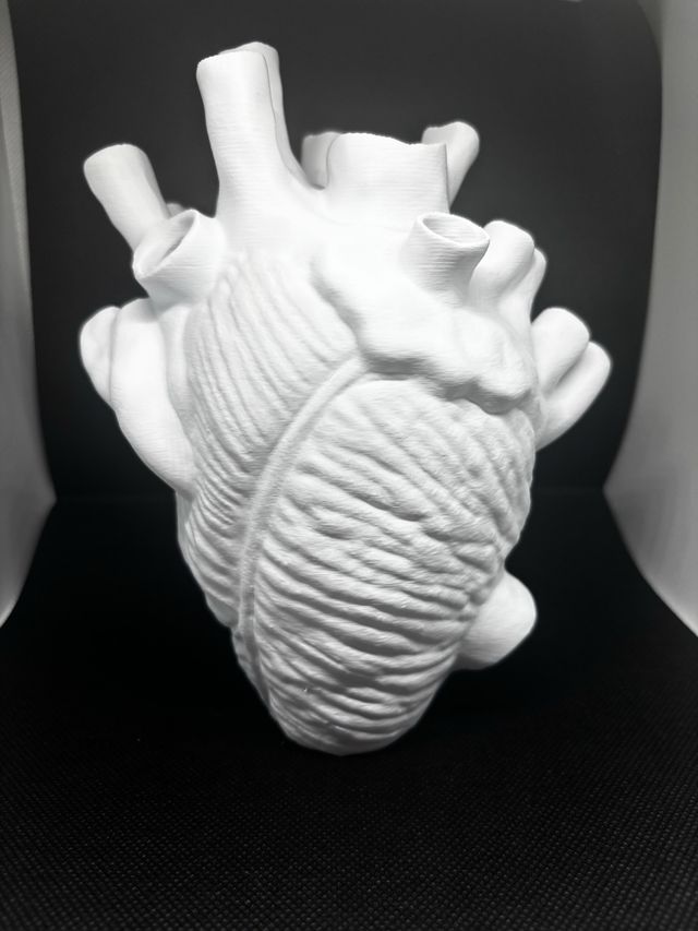 Vaso cuore anatomico 3D