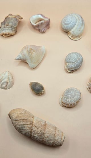 Collezione Mare 1 - Conchiglie