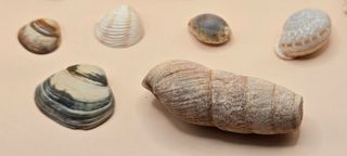 Collezione Mare 1 - Conchiglie