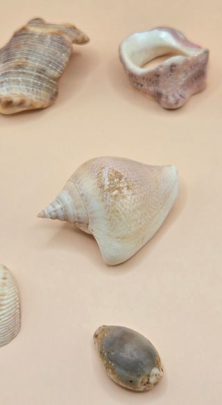 Collezione Mare 1 - Conchiglie