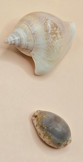 Collezione Mare 1 - Conchiglie