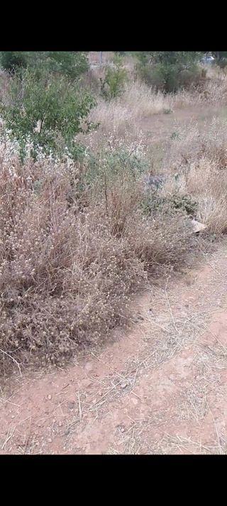 Desbrozadora: Desbroce de terrenos parcelas