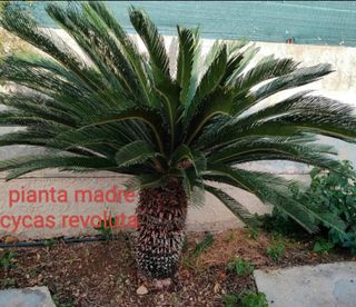 Polloni di Cycas Revoluta Maschio