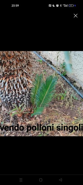 Polloni di Cycas Revoluta Maschio
