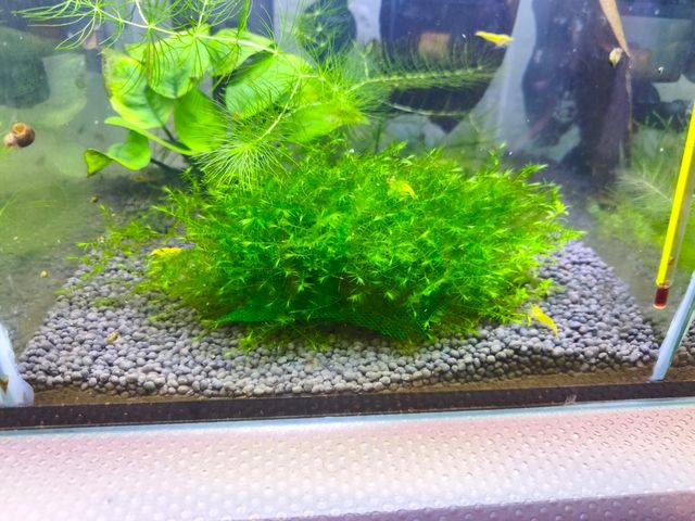 Vendo podas de plantas para acuario