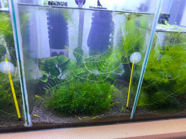 Vendo podas de plantas para acuario