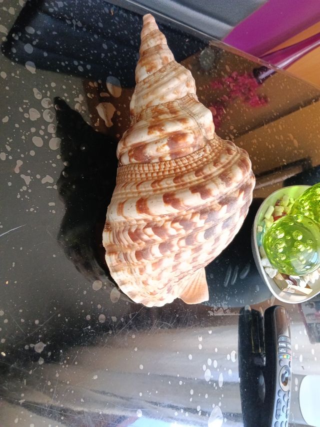 Concha Tritón Trompeta Gigante