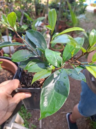 PlantaPop - Ficus Ginseng - Planta joven