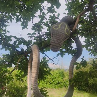 Serpente giocattolo di peluche