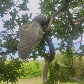Serpente giocattolo di peluche