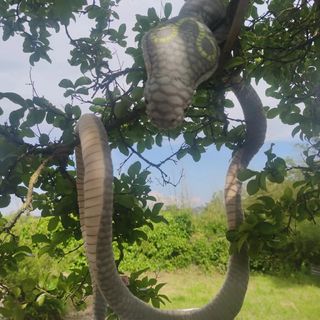 Serpente giocattolo di peluche