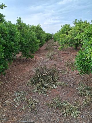 Campo naranjos rafelbuñol lanelate