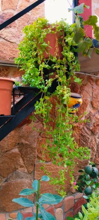 PLANTA DEL ROCÍO EN MACETA DE BARRO.