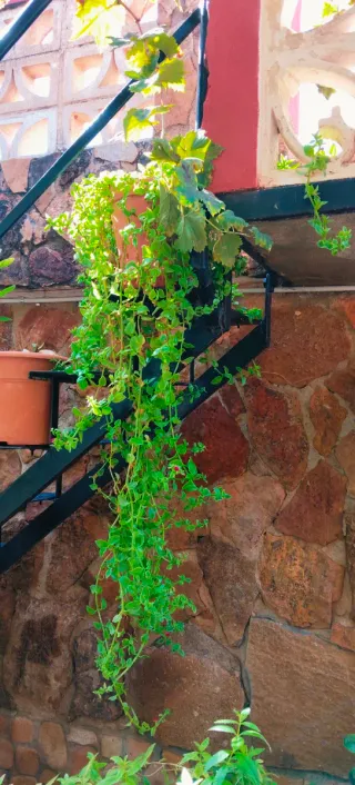 PLANTA DEL ROCÍO EN MACETA DE BARRO.