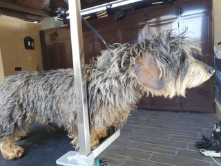 Peluquero de mascotas a domicilio 
