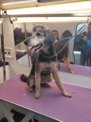 Peluquero de mascotas a domicilio