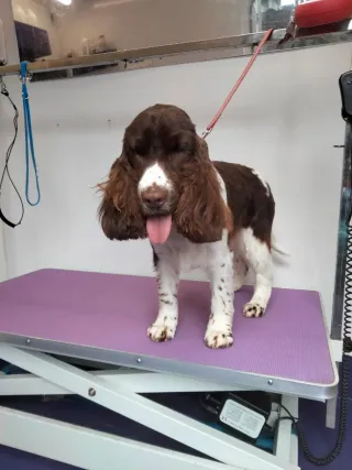 Peluquero de mascotas a domicilio