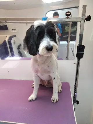 Peluquero de mascotas a domicilio