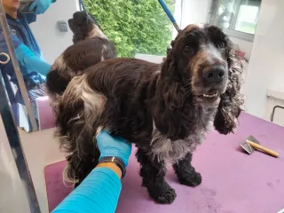 Peluquero de mascotas a domicilio