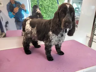 Peluquero de mascotas a domicilio