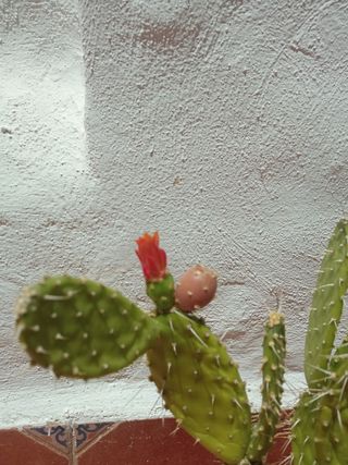 Cactus en maceta terracota