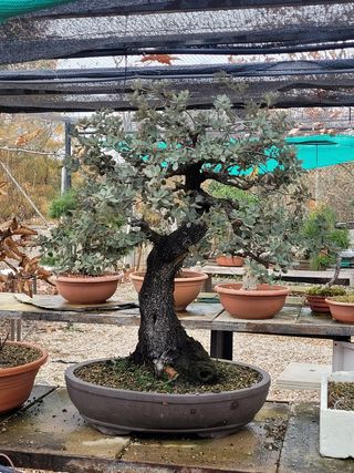 Bonsái Encina,  Ejemplar