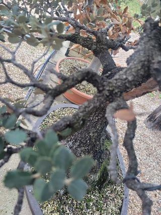 Bonsái Encina,  Ejemplar