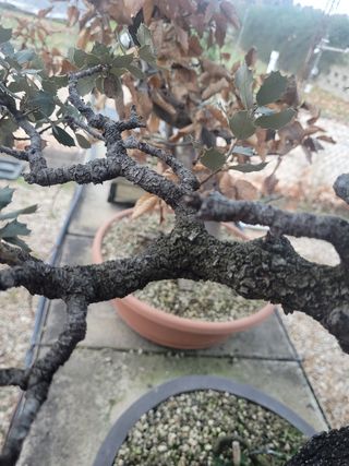 Bonsái Encina,  Ejemplar