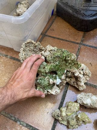 Roca branch acuario marino