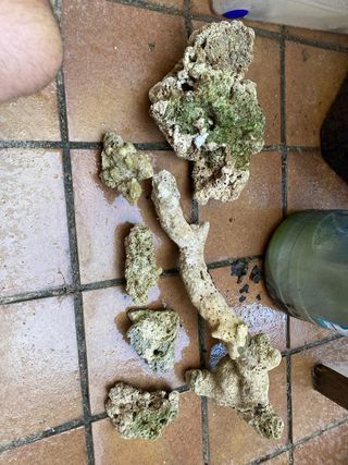 Roca branch acuario marino