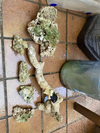 Roca branch acuario marino