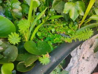 Lentejas de agua (Lemna minor)
Acuario 