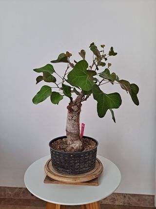 Bonsai braquiquito
