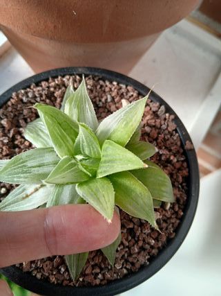 Haworthia variegada: Planta suculenta
